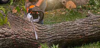 Best Arborist Consultation Services  in Van Buren, AR