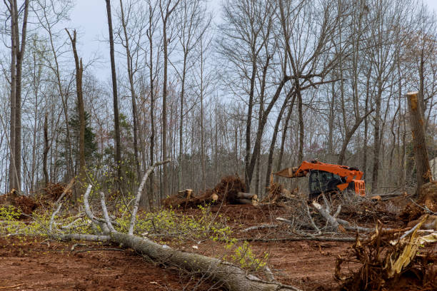 Best Storm Damage Tree Cleanup  in Van Buren, AR